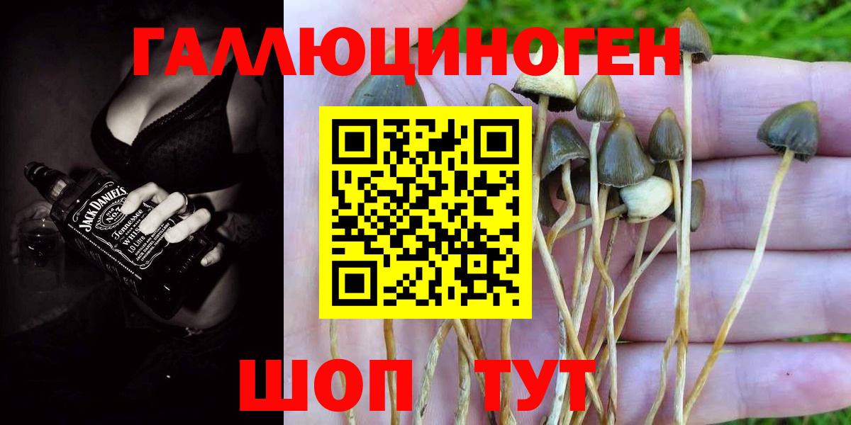 Псилоцибиновые грибы Psilocybe Ирбит